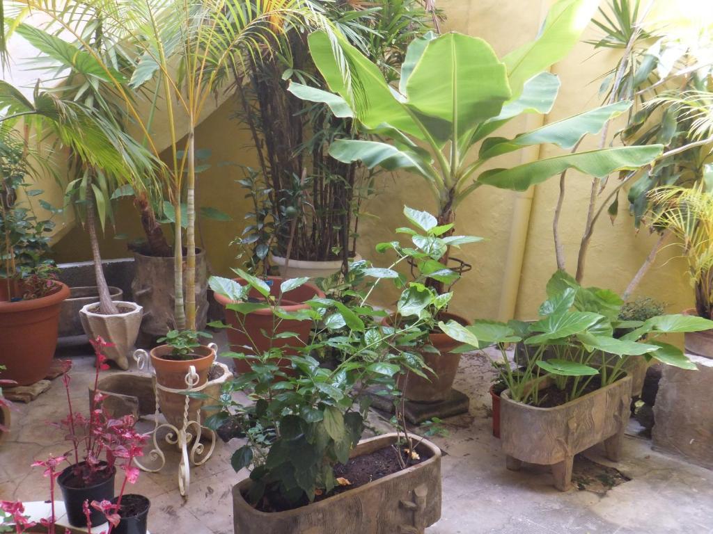 Casa Colonial Cejas Hotel ซานตาครูซ เด เตเนริเฟ ภายนอก รูปภาพ